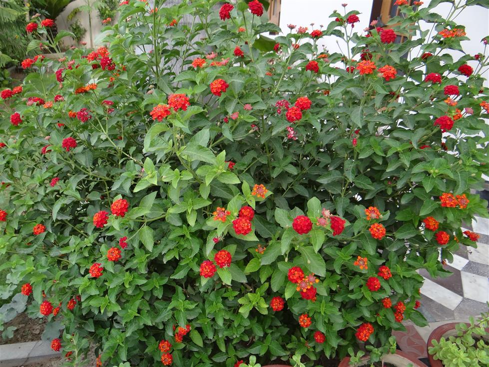 Lantana camara